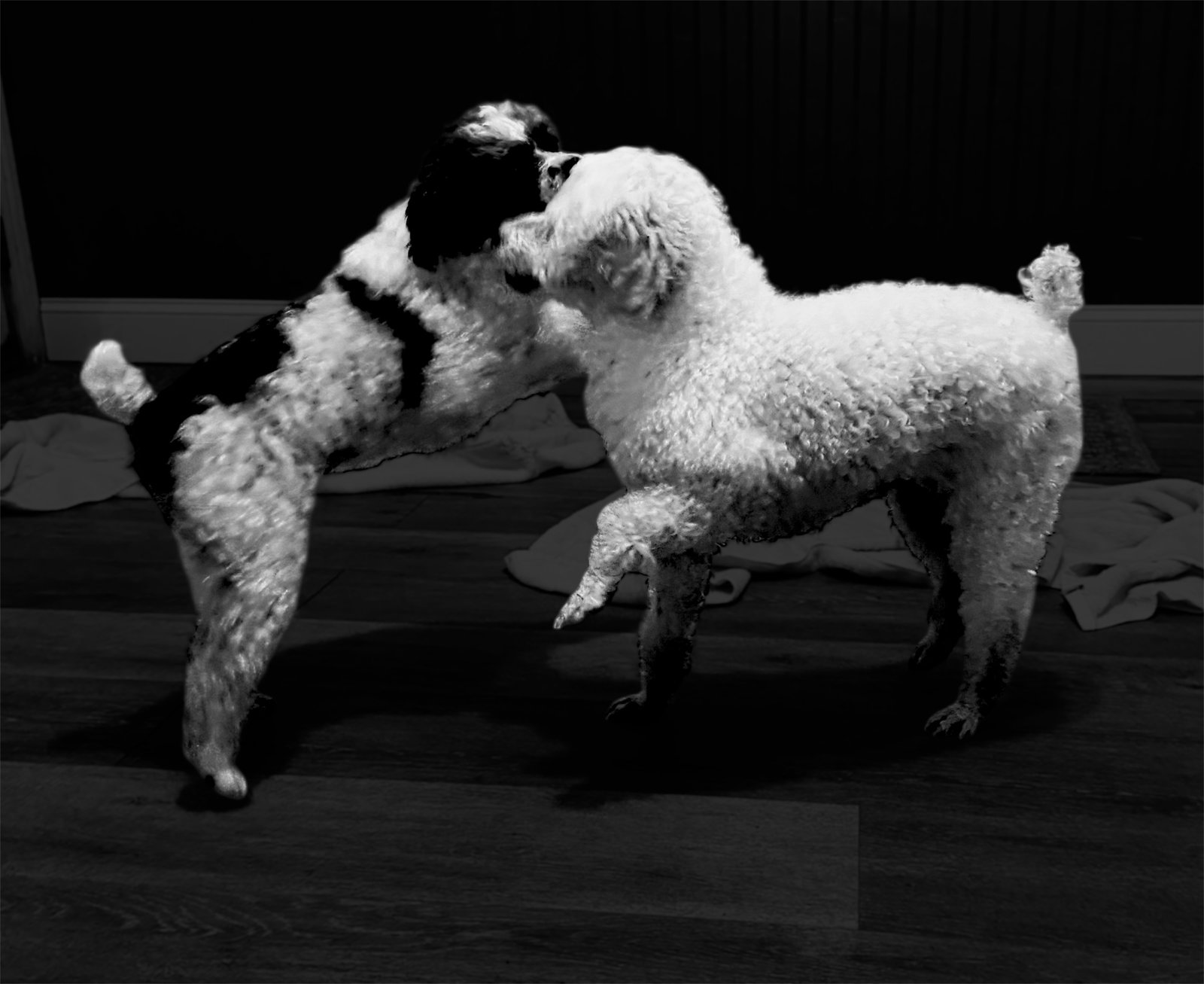 Dog Image
