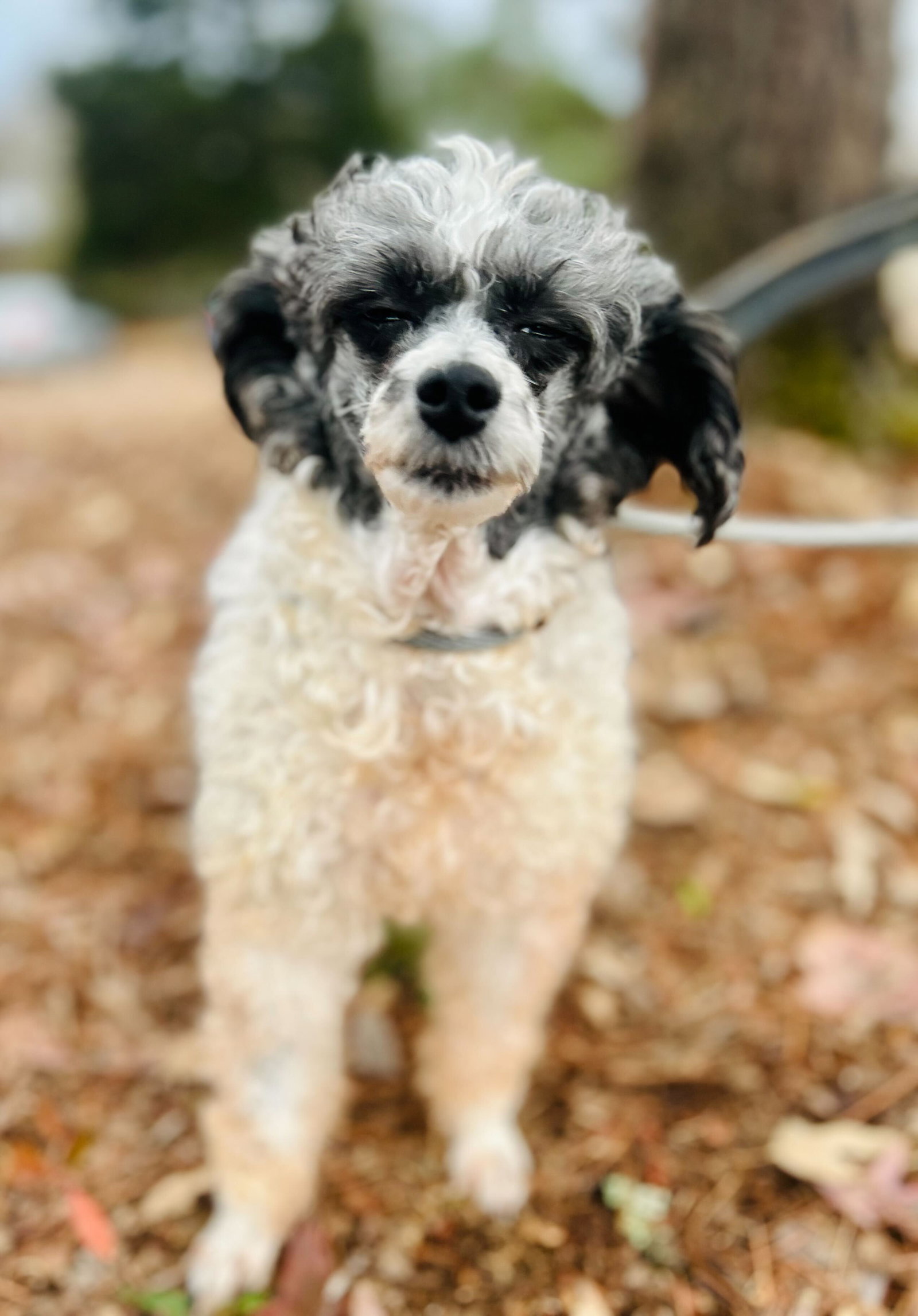 <strong> Cindy Oct 25 bonded to Penny Oct 25</strong> <br/> <small>Poodle (Miniature) (medium coat)</small>