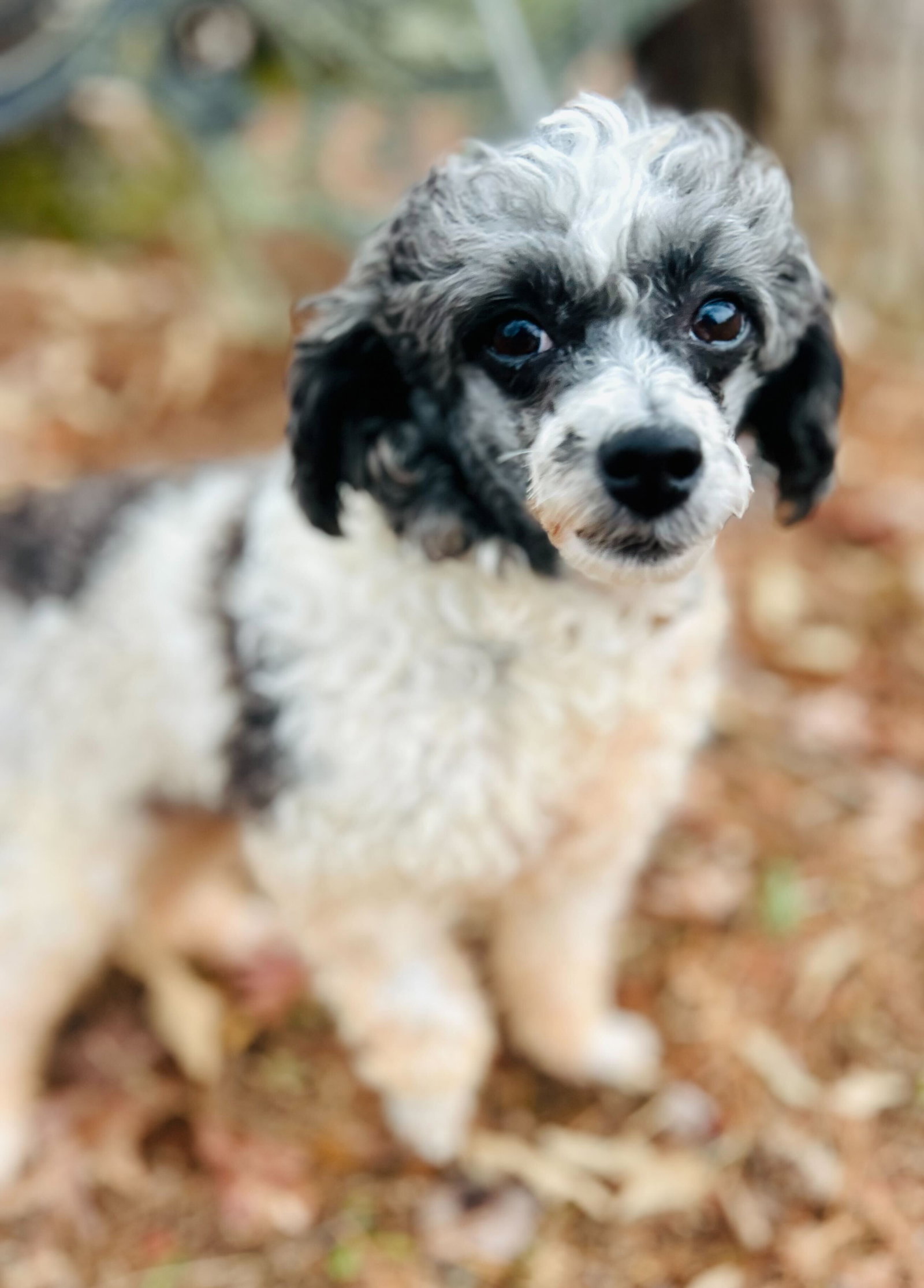Dog Image
