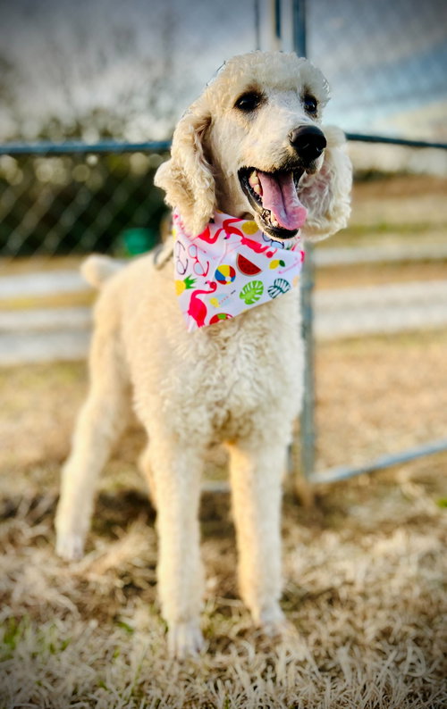 DIOR NOV 25 - Poodle (Standard) available for adoption
