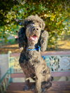 Rosie Ann Nov 25 - Photo 1