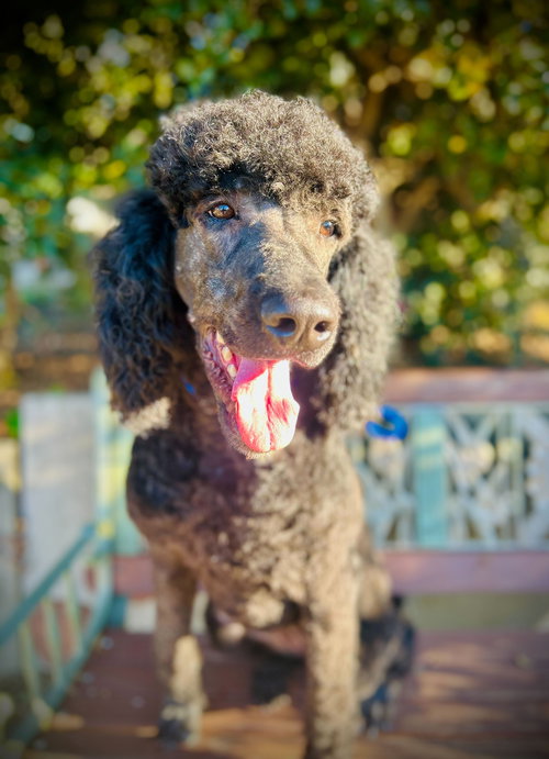 ROSIE ANN NOV 25 - Saint Bernard / Poodle (Standard) available for adoption