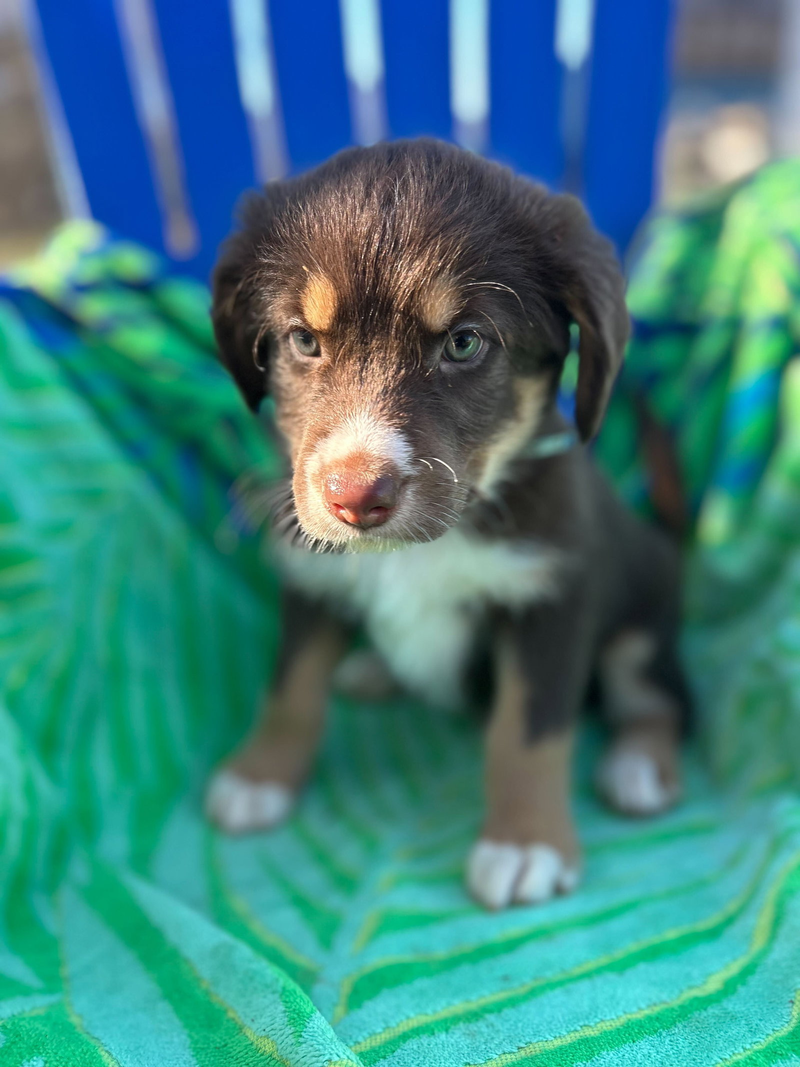 Hatch Oct 25 - A Zaire Pup Image