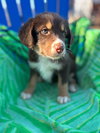 Hatch Oct 25 - A Zaire Pup - Photo 3