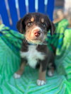 Hatch Oct 25 - A Zaire Pup - Photo 4