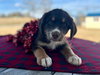 Hatch Oct 25 - A Zaire Pup - Photo 2