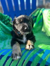 Chevy Oct 25 - A Zaire Pup - Photo 2