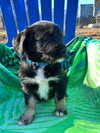 Chevy Oct 25 - A Zaire Pup - Photo 3