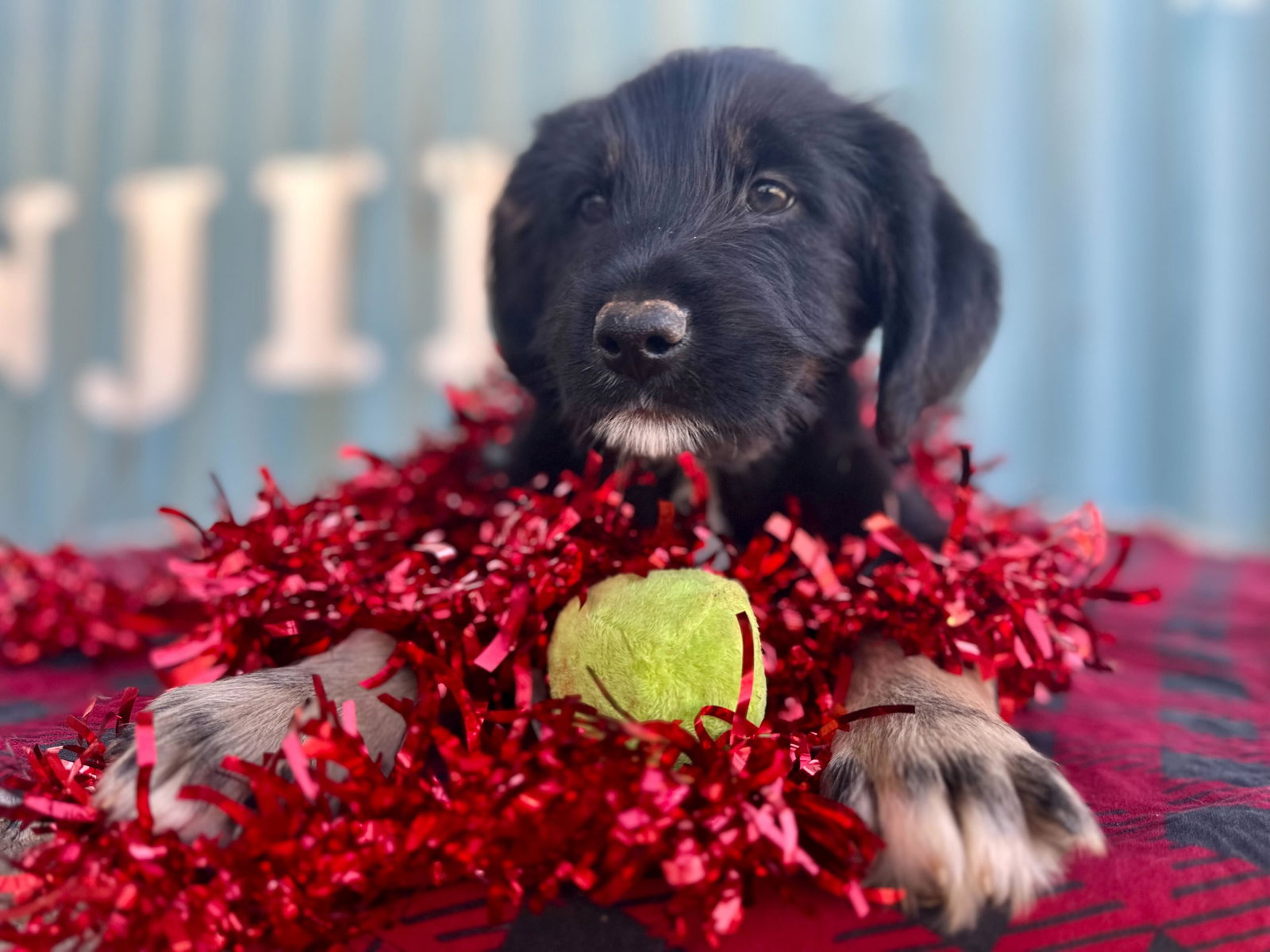 Chevy Oct 25 - A Zaire Pup Image