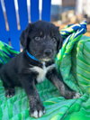 Ford Oct 25 - A Zaire Pup - Photo 1
