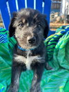 Ford Oct 25 - A Zaire Pup - Photo 3