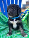 Ford Oct 25 - A Zaire Pup - Photo 4