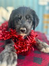 Ford Oct 25 - A Zaire Pup - Photo 2