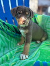 Shelby Oct 25 - A Zaire Pup - Photo 3