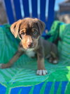 Shelby Oct 25 - A Zaire Pup - Photo 4