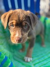 Shelby Oct 25 - A Zaire Pup - Photo 5