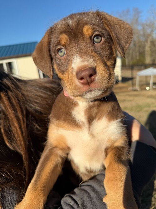 SHELBY OCT 25 - A ZAIRE PUP - Australian Shepherd available for adoption