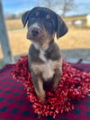 Shelby Oct 25 - A Zaire Pup - Photo 1