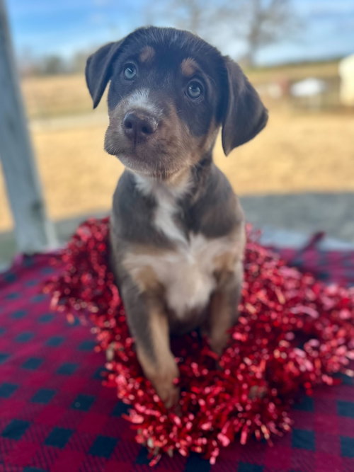 SHELBY OCT 25 - A ZAIRE PUP - Australian Shepherd available for adoption
