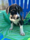 Mercedes Oct 25 - A Zaire Pup - Photo 5
