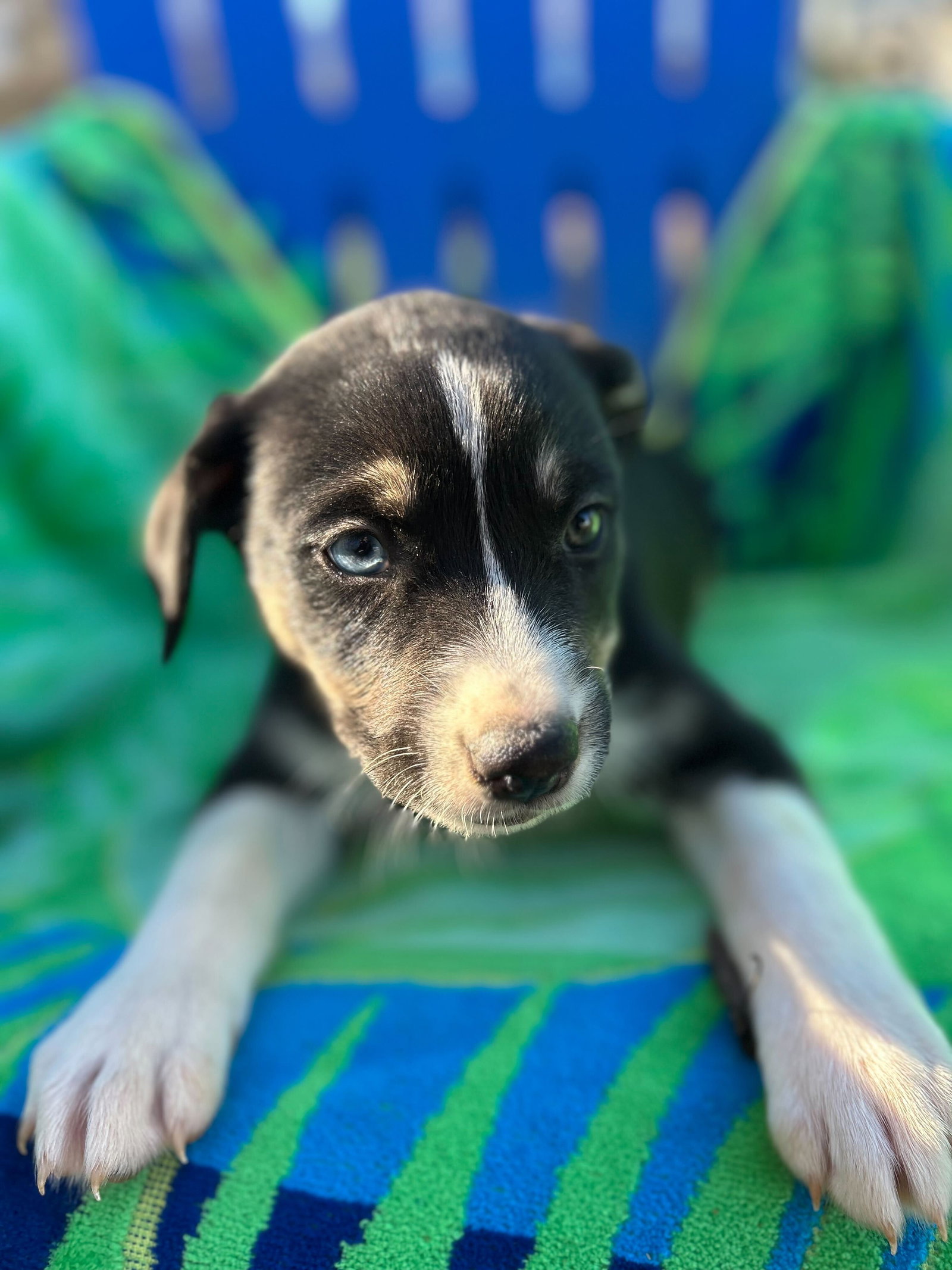 Dog Image