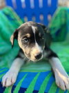Mercedes Oct 25 - A Zaire Pup - Photo 6