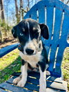 Mercedes Oct 25 - A Zaire Pup - Photo 4