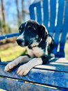 Mercedes Oct 25 - A Zaire Pup - Photo 3