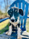 Mercedes Oct 25 - A Zaire Pup - Photo 2