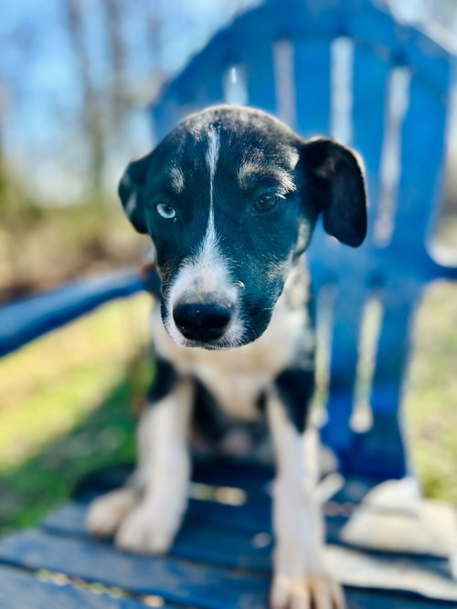 MERCEDES OCT 25 - A ZAIRE PUP - Australian Shepherd available for adoption
