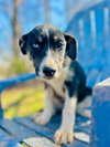 Mercedes Oct 25 - A Zaire Pup - Photo 1