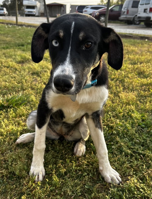 MERCEDES OCT 25 - Australian Shepherd available for adoption