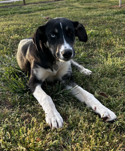 MERCEDES OCT 25 - Australian Shepherd available for adoption