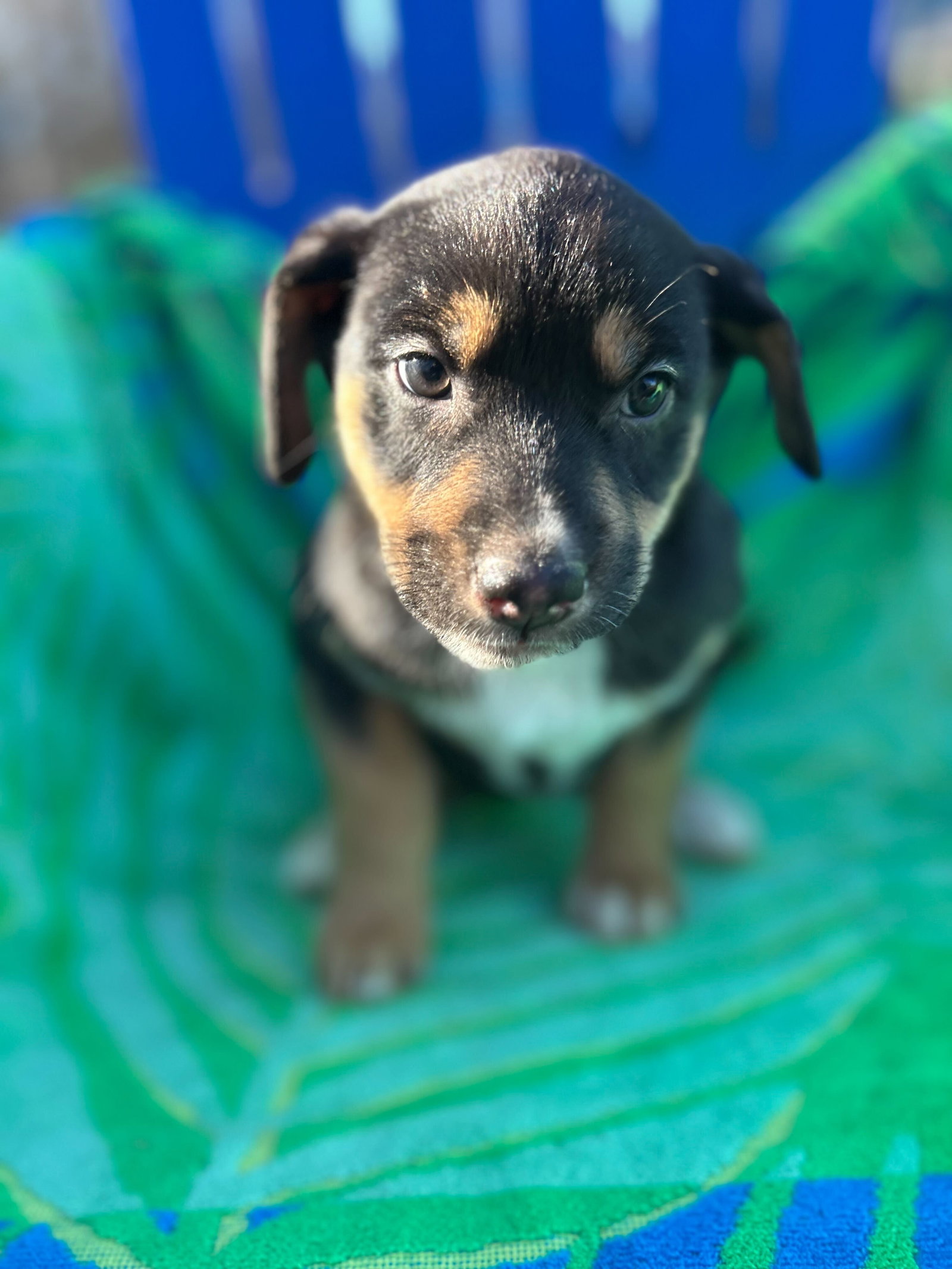 <strong> Salem Oct 15 - A Zaire Pup</strong> <br/> <small>Australian Shepherd / Mixed (short coat)</small>