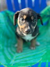Salem Oct 15 - A Zaire Pup - Photo 5