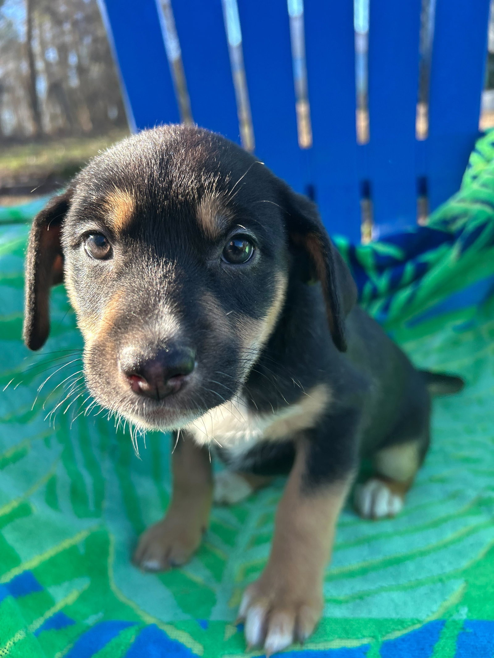 Dog Image