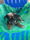 Salem Oct 15 - A Zaire Pup - Photo 8