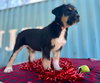 Salem Oct 15 - A Zaire Pup - Photo 6