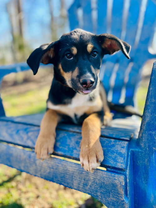 SALEM OCT 15 - A ZAIRE PUP - Australian Shepherd available for adoption