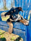 Salem Oct 15 - A Zaire Pup - Photo 4