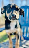 Salem Oct 15 - A Zaire Pup - Photo 2