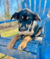 Salem Oct 15 - A Zaire Pup - Photo 3