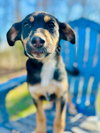 Salem Oct 15 - A Zaire Pup - Photo 9