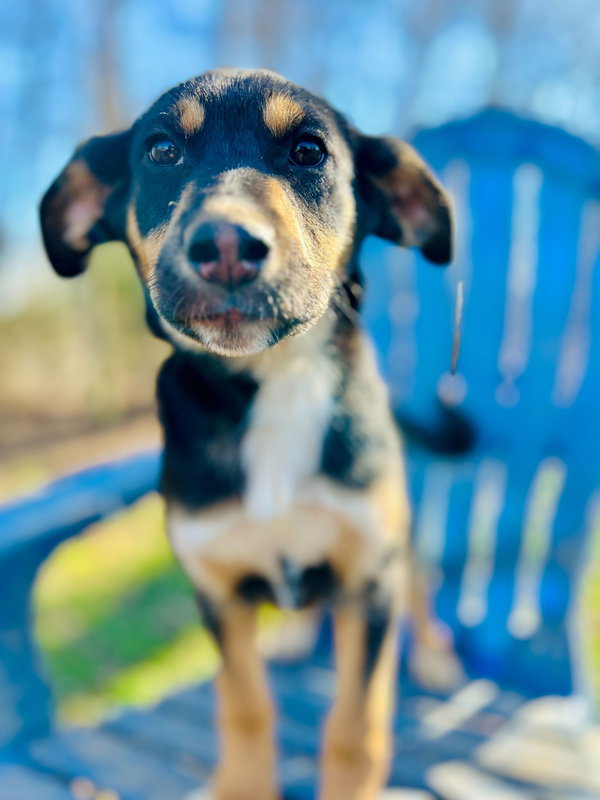 Salem Oct 15 - A Zaire Pup