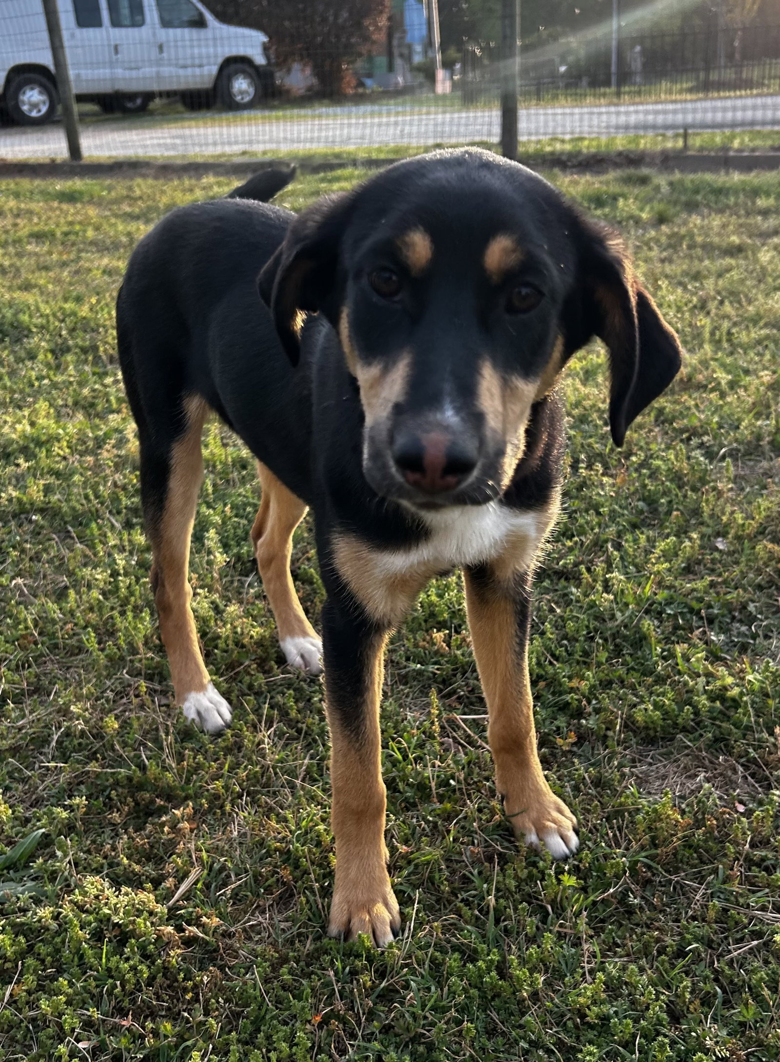 Salem Oct 15 - A Zaire Pup Image