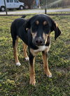 Salem Oct 15 - A Zaire Pup - Photo 1