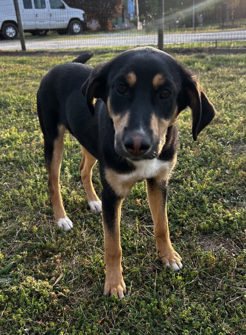 SALEM OCT 15 - A ZAIRE PUP - Australian Shepherd available for adoption