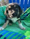 Kia Oct 25 - A Zaire Pup - Photo 5