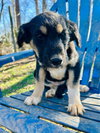 Kia Oct 25 - A Zaire Pup - Photo 1