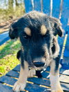 Kia Oct 25 - A Zaire Pup - Photo 4